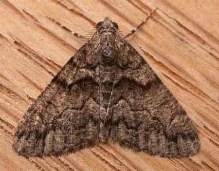 Lipogya exprimataria