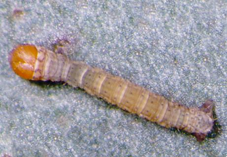 Didymoctenia exsuperata