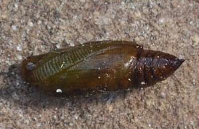 Didymoctenia exsuperata