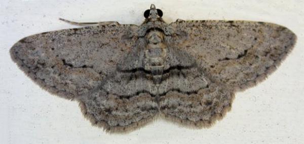 Didymoctenia exsuperata