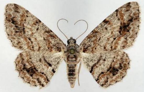Didymoctenia exsuperata