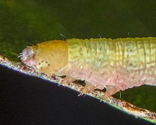 Didymoctenia exsuperata