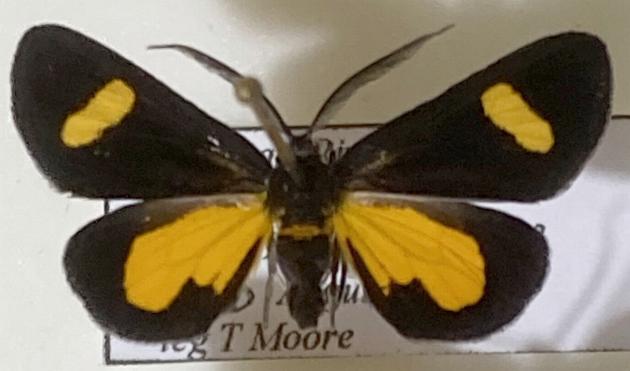 Ctimene flavannulata