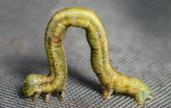Ectropis fractaria