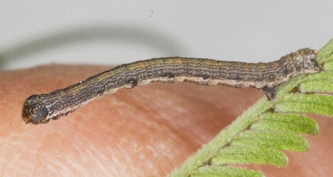 Ectropis fractaria