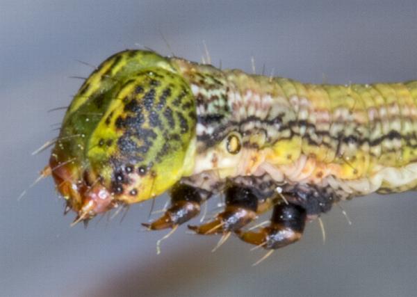 Ectropis fractaria