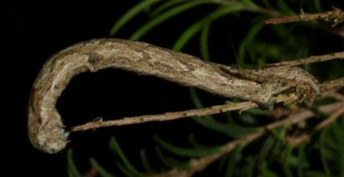 Syneora fractata