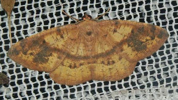 Eurychoria gerasphora