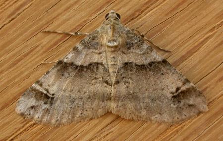 Syneora hemeropa