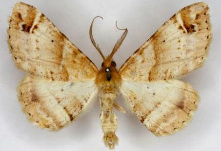 Syneora hemeropa