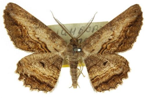 Scioglyptis heterogyna