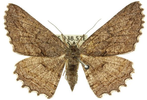 Scioglyptis heterogyna