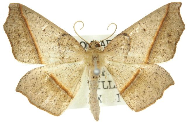 Picrophylla hyleora