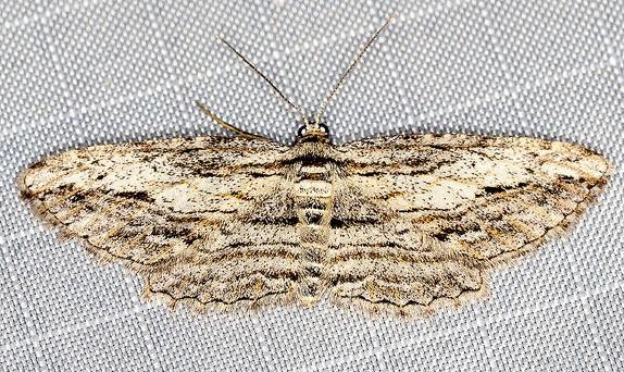 Psilalcis isombra