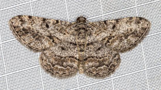 Psilalcis isombra