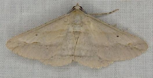 Syneora leucanthes