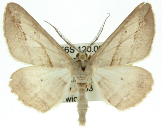Syneora leucanthes