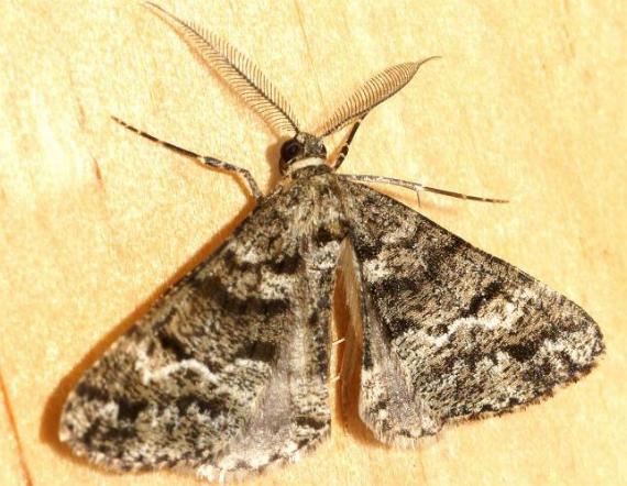 Lipogya leucoprosopa