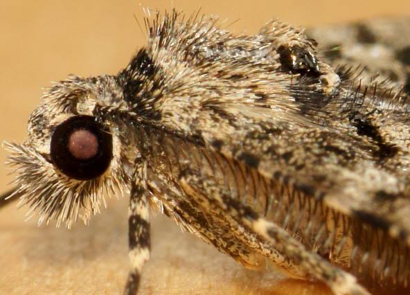 Lipogya leucoprosopa