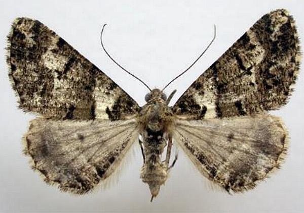 Lipogya leucoprosopa