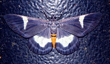 Craspedosis leucosticta