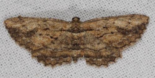 Ectropis lignea