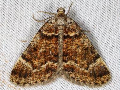 Paramelora lychnota