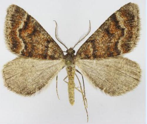 Paramelora lychnota
