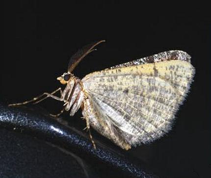 Paramelora lychnota
