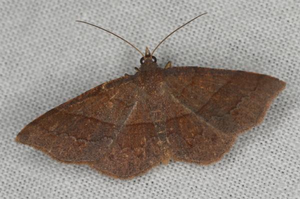 Urostola magica