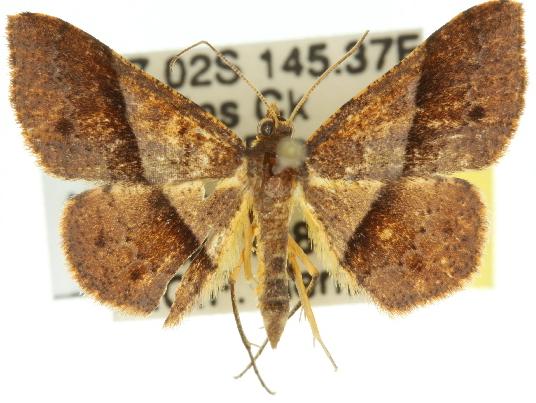 Urostola magica