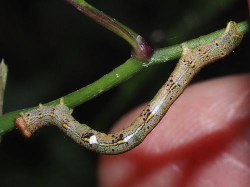 Ectropis mniara