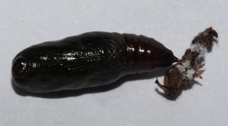 Ectropis mniara