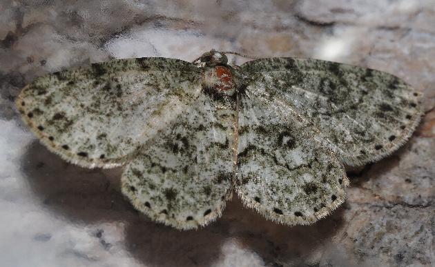 Ectropis mniara