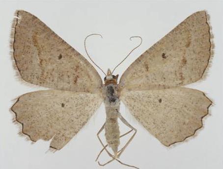 Casbia ochthadia
