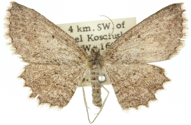 Psilosticha oresitropha