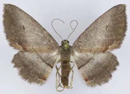 Hypomecis pallidiscaria