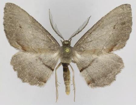Hypomecis pallidiscaria