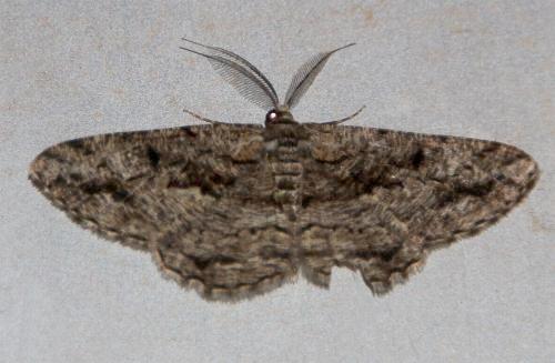 Boarmia phloeopa