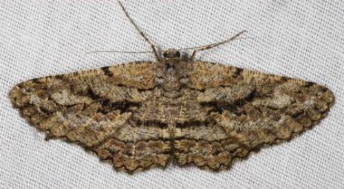 Boarmia phloeopa
