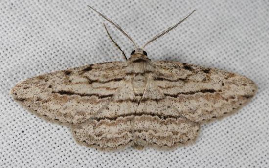 Boarmia phricomita