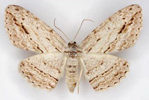 Boarmia phricomita