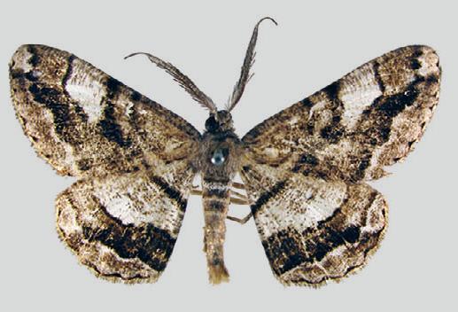 Hypomecis platyleuca