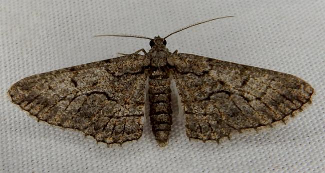 Ectropis plectroneura