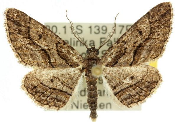 Ectropis plectroneura