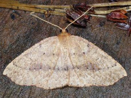 Idiodes prionosema