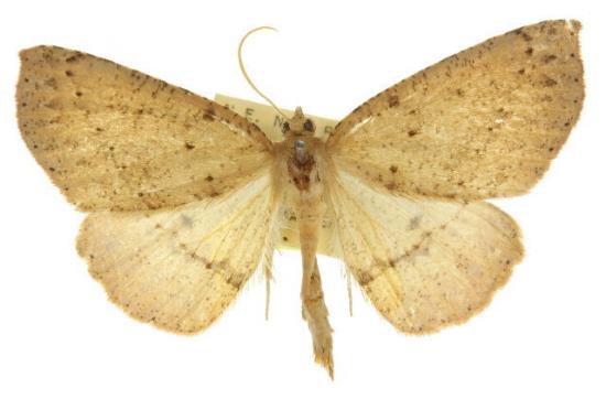 Idiodes prionosema