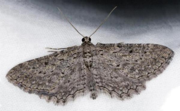 Psilosticha pristis