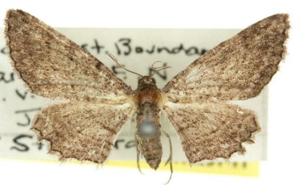 Psilosticha pristis