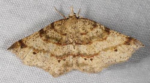 Rhinodia rostraria